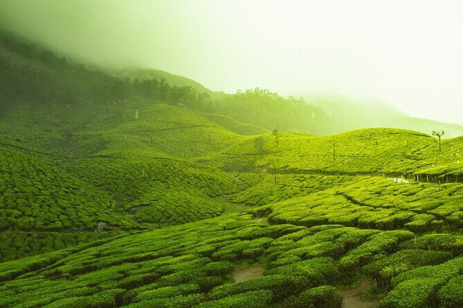12 Hours Private Munnar Tour from Kochi - Authentic Insights from Reviewers