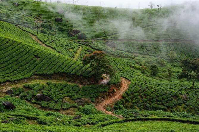 12 Hours Private Munnar Tour from Kochi - The Sum Up