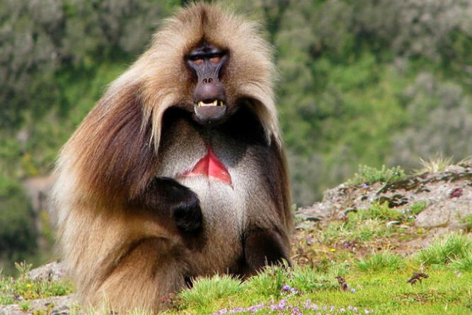 12days Trekking In Simien Mountain & Around Lalibela - Historical Sites Exploration