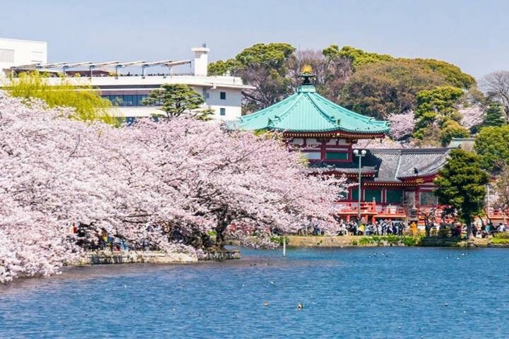 13 Day Central Japan Cherry Blossom Festival by UME Travel - A wide-ranging route from Tokyo to Osaka