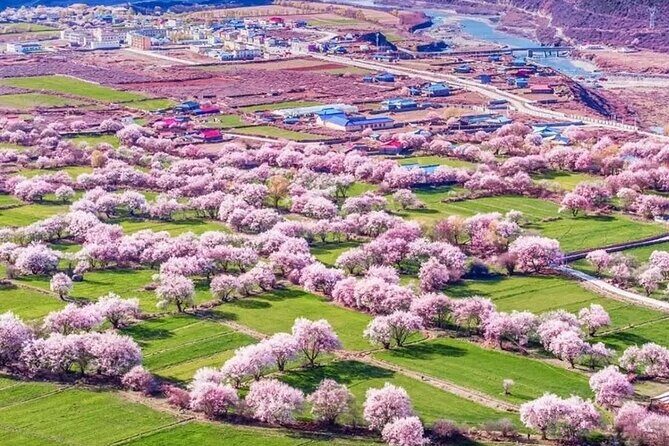 13 Day Nyingchi Peach Blossom Festival Tour - Good To Know