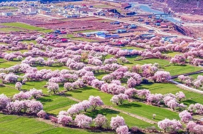 13 Day Nyingchi Peach Blossom Festival Tour - Cost-Effectiveness and Overall Value