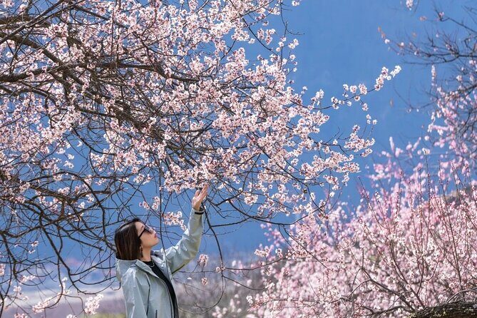 13 Day Nyingchi Peach Blossom Festival Tour - Who This Tour Is Best For