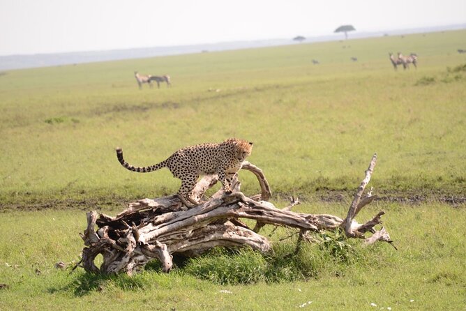 13-Day Private Wildlife Safari Tour of Kenya and Tanzania - Itinerary Overview