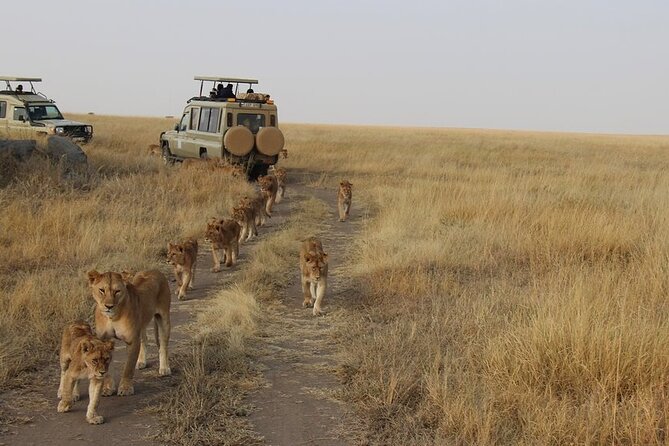 13-Day Private Wildlife Safari Tour of Kenya and Tanzania - Accommodation Details