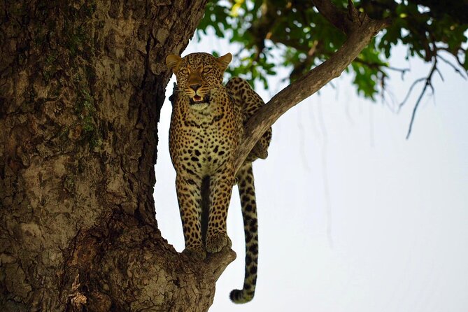 13-Day Private Wildlife Safari Tour of Kenya and Tanzania - Dining Experiences