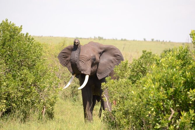 13-Day Private Wildlife Safari Tour of Kenya and Tanzania - Frequently Asked Questions