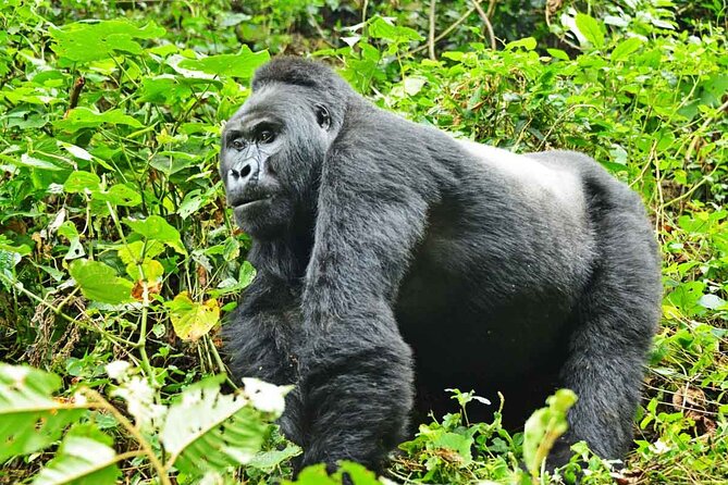 13-Day Rwenzori Mountain and Bwindi Gorilla Safari - Accommodations and Meals