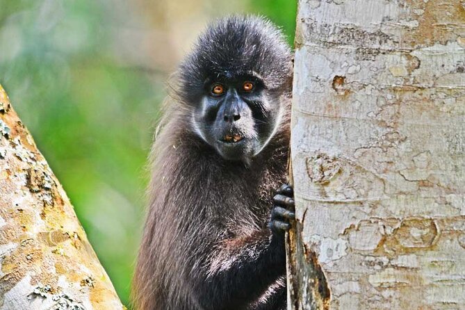 13-Day Rwenzori Mountain and Bwindi Gorilla Safari - Wildlife Spotting Adventures