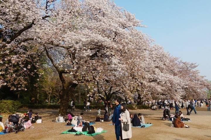 13 Day Spectacular Japans Honshu by UME Travel - Hakone: lake boat, volcanic steam and a long bridge