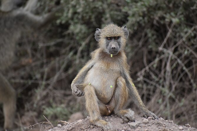 13 Days Discover Kenya and Tanzania Economic Safari - Health and Safety Information