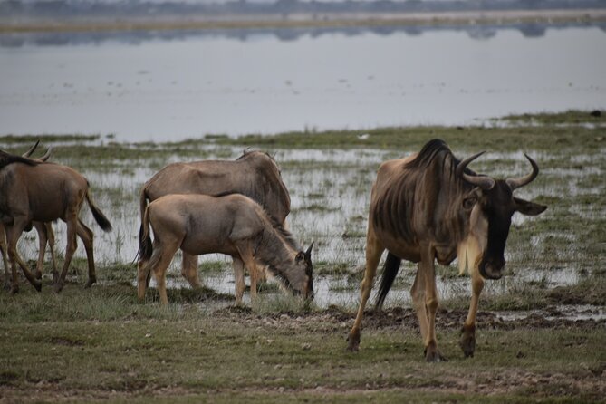 13 Days Discover Kenya and Tanzania Economic Safari - Customer Reviews and Ratings