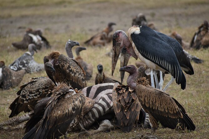 13 Days Discover Kenya and Tanzania Economic Safari - Frequently Asked Questions