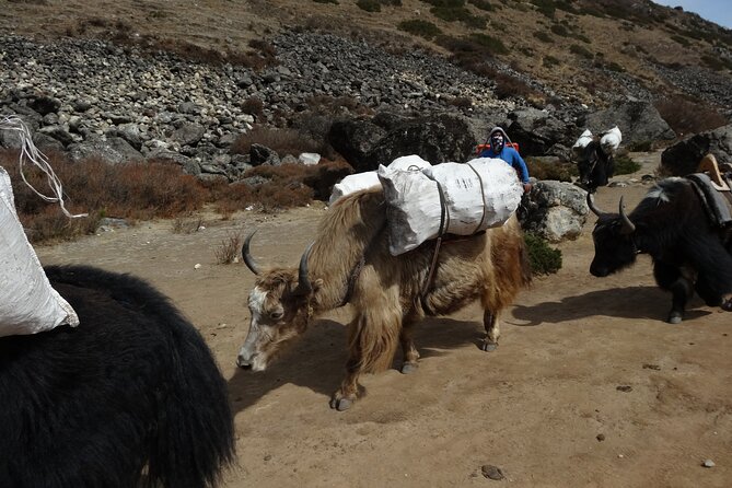13 Days Everest Base Camp Trek - Common Questions