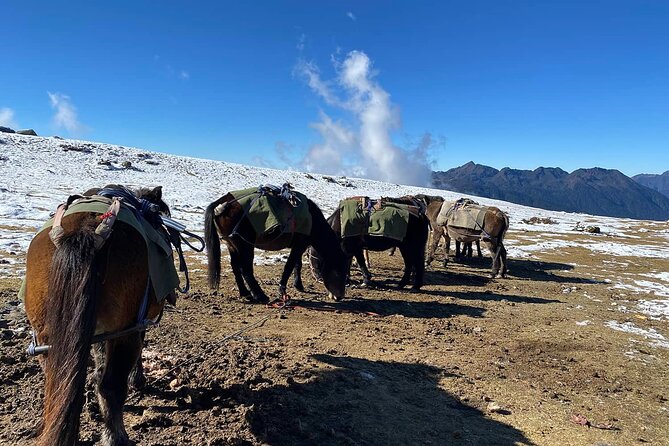 13 Days Jomolhari Trek From Paro to Thimphu via Lingzhi - Day 4: Jangothang to Lingshi
