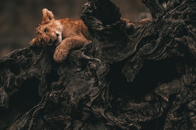 13-Days Kenya and Tanzani Safari 4x4 Jeep Safari - Important Notes