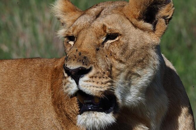 13-Days Kenya and Tanzani Safari 4x4 Jeep Safari - Customer Reviews