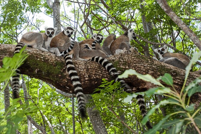 13 Days Private Tour on the Mythique Nationale 7 of Madagascar - Tour Inclusions
