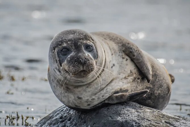 13 Days Self-Drive Tour With Pick up - Explore Iceland - 4X4 Campervan - Cancellation Policy