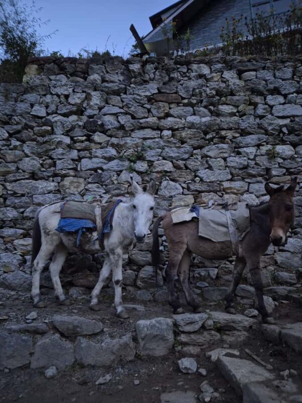 14-Day EBC Trek with Sherpa-Led Culture & Food Experience - Final Thoughts: Who Is This Trek Perfect For?