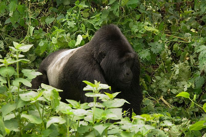 14 Day Full Adventure in the Peal of Africa - Day 3: Safari in Murchison Falls