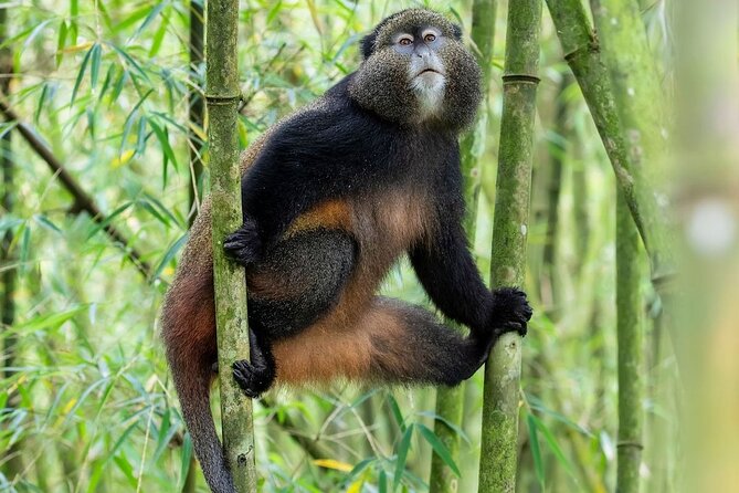 14 Days Birding, Primate and Wildlife Photography Tour in Rwanda - Accommodation Details