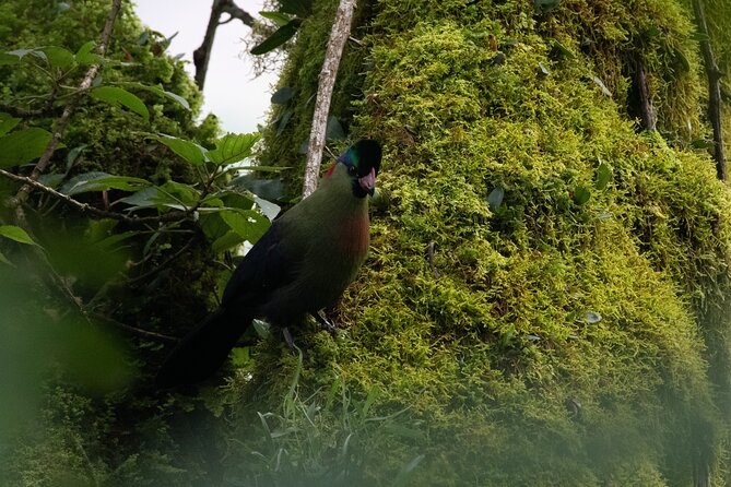 14 Days Birding, Primate and Wildlife Photography Tour in Rwanda - Daily Meal Plan