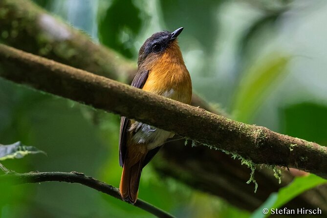 14 Days Birding, Primate and Wildlife Photography Tour in Rwanda - Transportation Arrangements