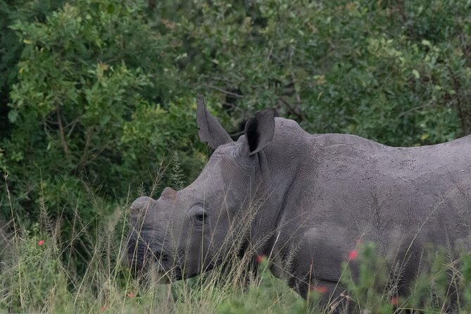 14 Days Birding, Primate and Wildlife Photography Tour in Rwanda - Photography Opportunities