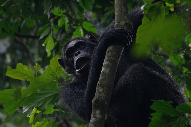 14 Days Birding, Primate and Wildlife Photography Tour in Rwanda - Birdwatching Excursions