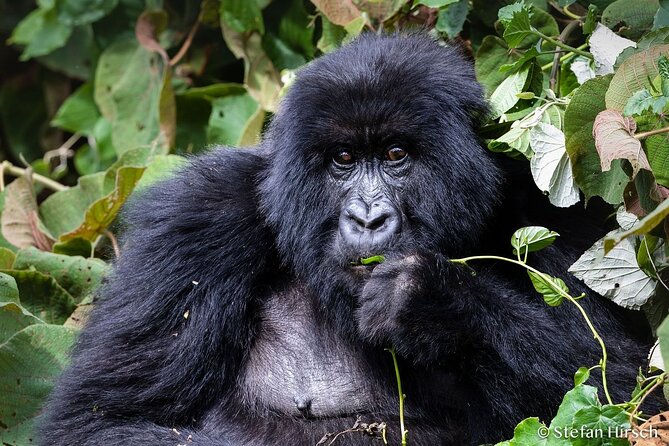 14 Days Birding, Primate and Wildlife Photography Tour in Rwanda - Primate Encounters