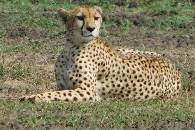 14 Days Dream of Africa Safari - Booking Information and Pricing