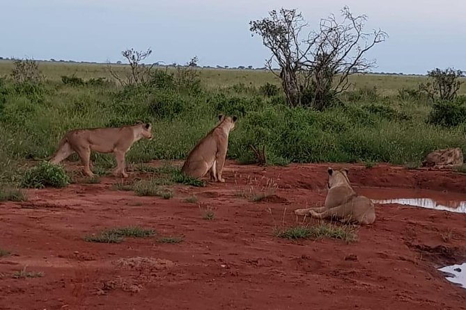 14 Days Dream of Africa Safari - Customer Reviews and Feedback