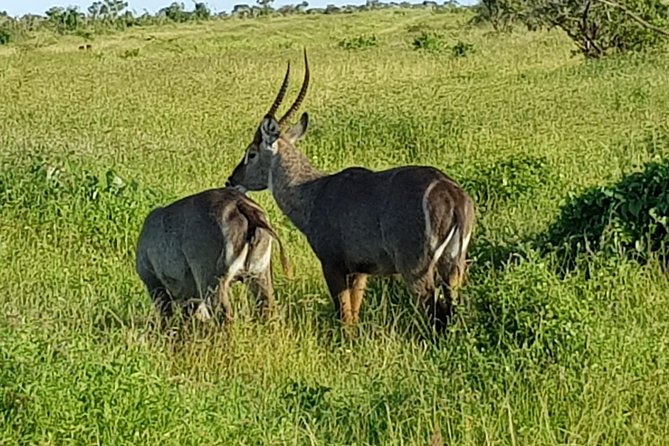 14 Days Dream of Africa Safari - Frequently Asked Questions