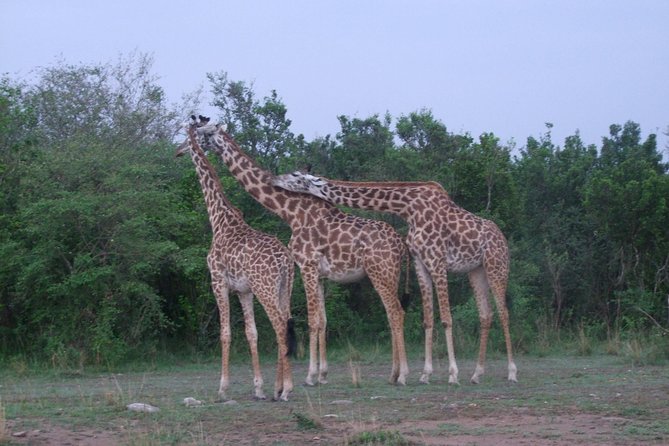 14 Days Dream of Africa Safari - The Sum Up