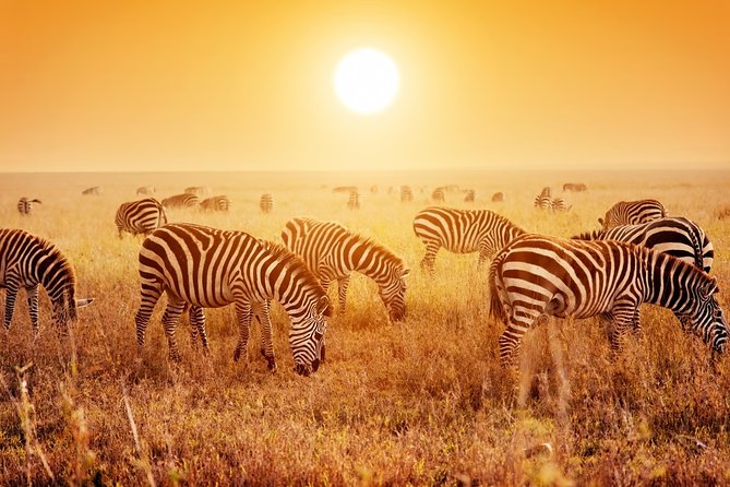 14-Days Kenya and Tanzania Camping Safari From Nairobi - Pickup and Meeting Information