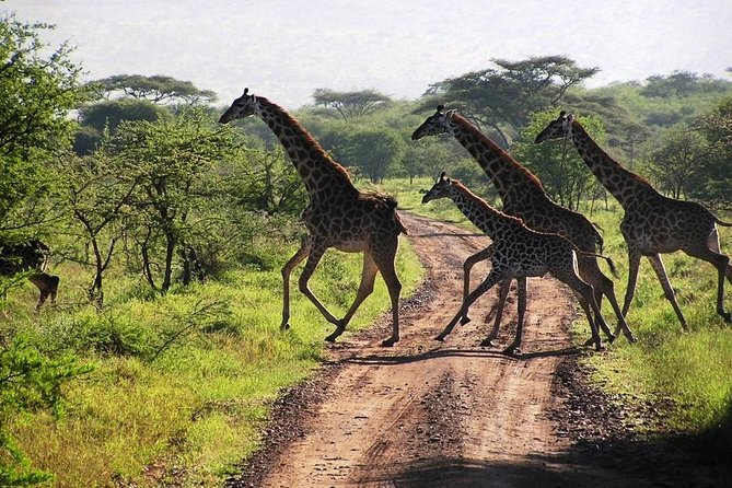 14-Days Kenya and Tanzania Camping Safari From Nairobi - Price and Reviews