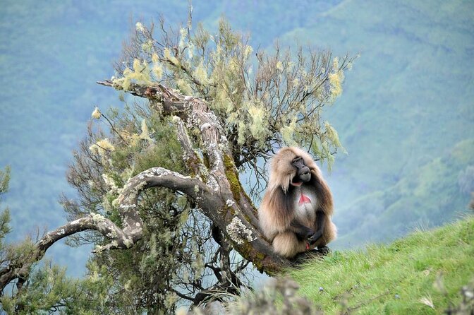 14 Days Northern Ethiopia Tour Package (Danakil, Gondar, Axum and More) - Good To Know