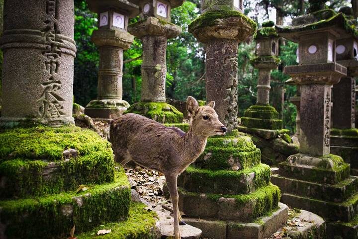 14 Days Onsen Relaxation & Autumn Gastronomy in Japan by UME Travel - Tokyo starts with shrine paths and city spectacle