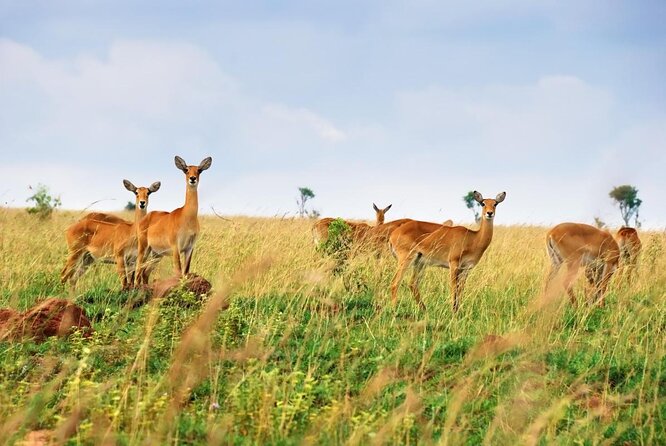 14-Days Private Cycling Safari in Uganda, Rwanda and Congo - Good To Know
