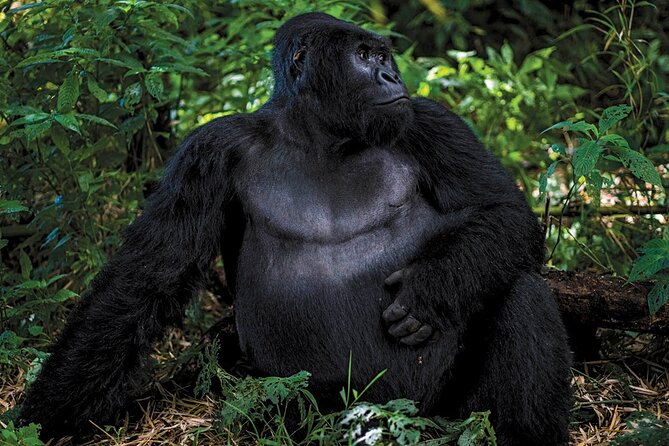 14-Days Private Cycling Safari in Uganda, Rwanda and Congo - Additional Tips and Recommendations