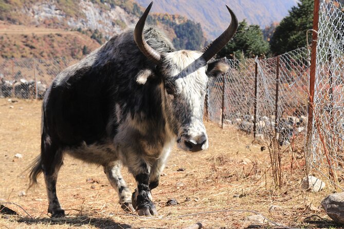 14 Days Private Tour in Manaslu Circuit Trek - Common Questions