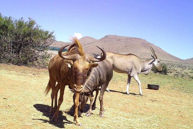 14 Days Rwanda, Tanzania, and Kenya Adventure - Cultural Experiences