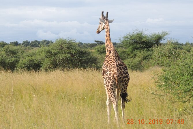 14 Days Uganda Wildlife and Primate Safari With Bigfive - Wildlife Encounters
