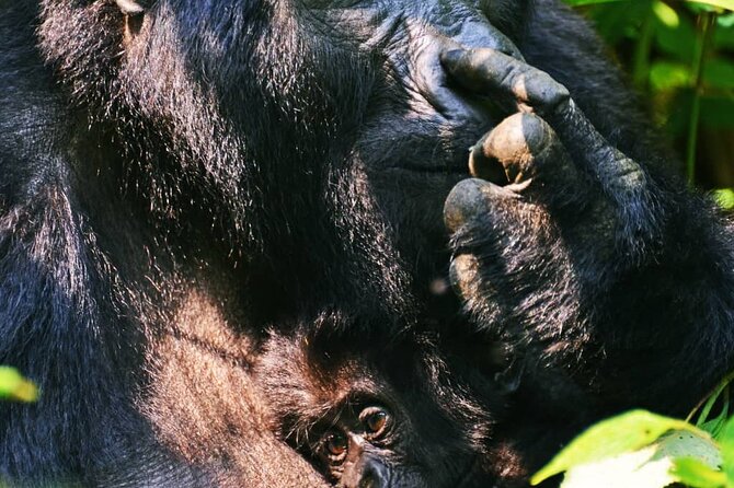 14 Days Uganda Wildlife and Primate Safari With Bigfive - Accommodation Details