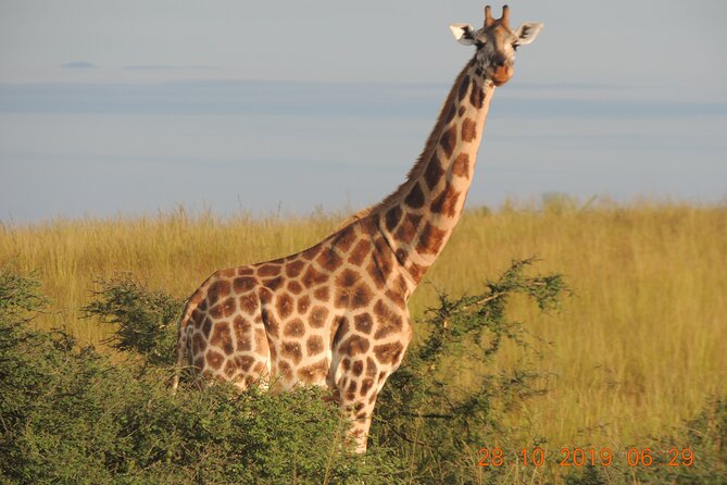 14 Days Uganda Wildlife and Primate Safari With Bigfive - Dining Experiences