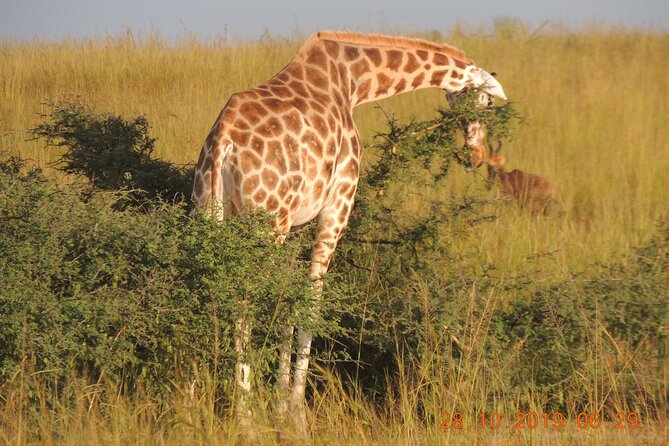 14 Days Uganda Wildlife and Primate Safari With Bigfive - Frequently Asked Questions