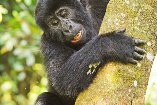14 Days Uganda Wildlife and Primate Safari With Bigfive - The Sum Up