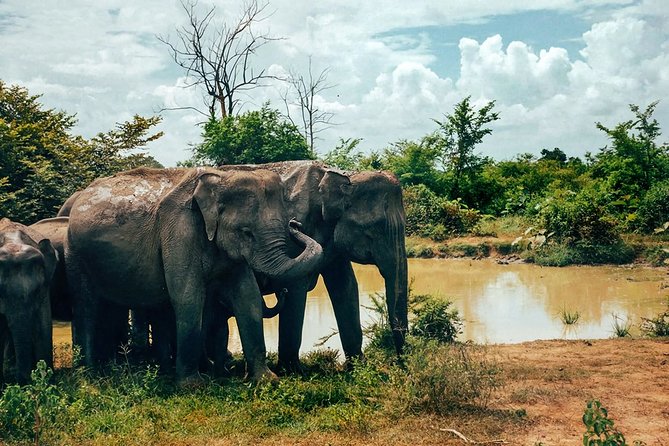 14-Nights/15-Days Sri Lanka Round Tour by Car - With Udawalawa Safari - Reviews and Ratings