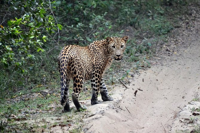 14-Nights/15-Days Sri Lanka Round Tour by Minivan - With Nilaveli Beach - Passenger Reviews and Ratings